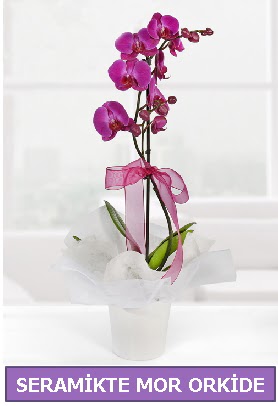 Seramik içerisinde birinci kalite tek dallı mor orkide  İzmit çiçek siparişi vermek 