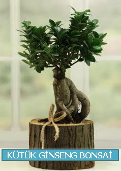 Ktk aa ierisinde ginseng bonsai  zmit Kocaeli online iek gnderme sipari 