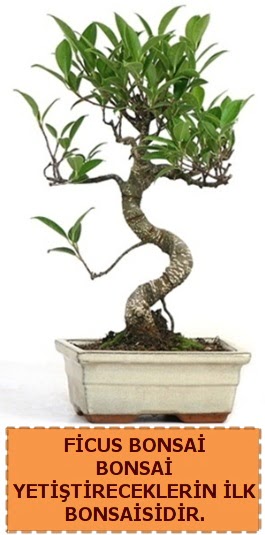 Ficus bonsai 15 ile 25 cm arasndadr  zmit cicek , cicekci 