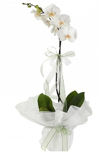 Tekli Beyaz Orkide  zmit iek online iek siparii 