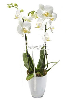 2 dall beyaz seramik beyaz orkide sakss  zmit Kocaeli online iek gnderme sipari 
