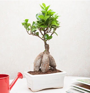 Exotic Ficus Bonsai ginseng  zmit ucuz iek gnder 