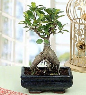 Appealing Ficus Ginseng Bonsai  zmit ieki telefonlar 