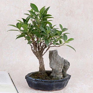 Japon aac Evergreen Ficus Bonsai  zmit Kocaeli online iek gnderme sipari 