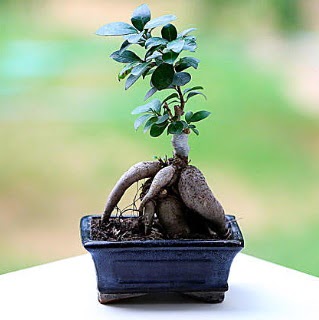 Marvellous Ficus Microcarpa ginseng bonsai  zmit Kocaeli online ieki , iek siparii 