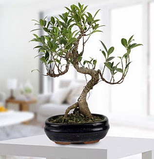 Gorgeous Ficus S shaped japon bonsai  zmit internetten iek sat 