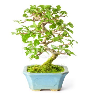 S zerkova bonsai ksa sreliine  zmit iek siparii vermek 