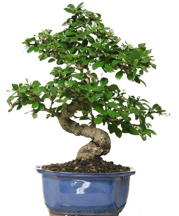 21 ile 25 cm arası özel S bonsai japon ağacı  İzmit uluslararası çiçek gönderme 