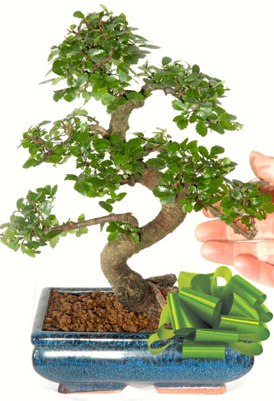Yaklak 25 cm boyutlarnda S bonsai  zmit Kocaeli iek maazas , ieki adresleri 