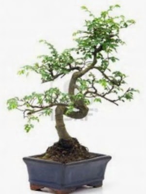 S gvde bonsai minyatr aa japon aac  zmit 14 ubat sevgililer gn iek 