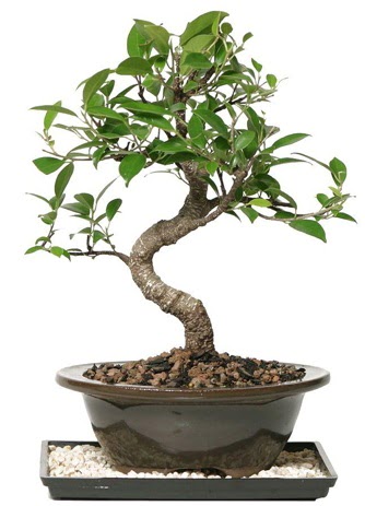Altn kalite Ficus S bonsai  zmit uluslararas iek gnderme  Sper Kalite