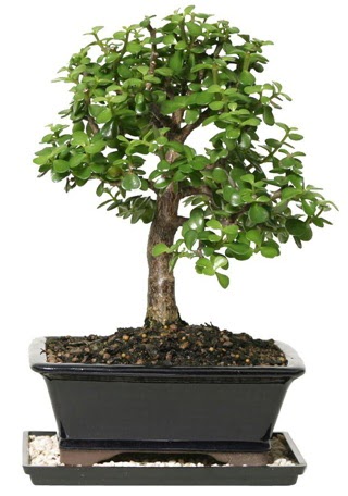 15 cm civar Zerkova bonsai bitkisi  zmit Kocaeli iek maazas , ieki adresleri 