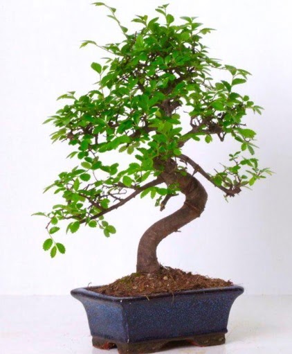S gvdeli bonsai minyatr aa japon aac  zmit Kocaeli online iek gnderme sipari 