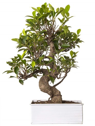 Exotic Green S Gvde 6 Year Ficus Bonsai  zmit Kocaeli online iek gnderme sipari 