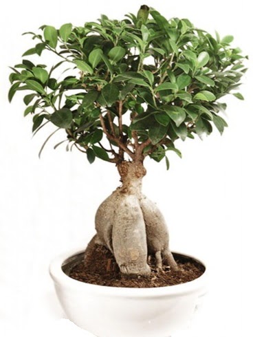 Ginseng bonsai japon aac ficus ginseng  zmit iek siparii vermek 