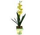 Özel Yapay Orkide Sari  İzmit internetten çiçek siparişi 