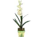 Özel Yapay Orkide Beyaz   İzmit çiçekçiler 