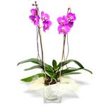  İzmit 14 şubat sevgililer günü çiçek  Cam yada mika vazo içerisinde  1 kök orkide
