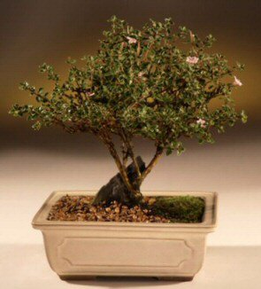 ithal bonsai saksi çiçegi  İzmit hediye çiçek yolla 