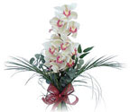  İzmit çiçek mağazası , çiçekçi adresleri  Dal orkide ithal iyi kalite
