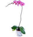  İzmit çiçek gönderme sitemiz güvenlidir  Orkide ithal kaliteli orkide 