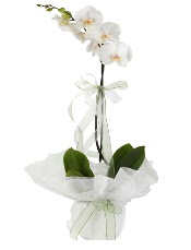 1 dal beyaz orkide iei  zmit Kocaeli online ieki , iek siparii 