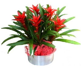 5 adet guzmanya saksı çiçeği  İzmit online çiçek gönderme sipariş 