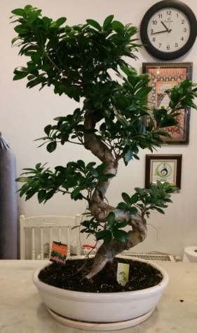 100 cm yüksekliğinde dev bonsai japon ağacı  İzmit çiçek siparişi vermek 