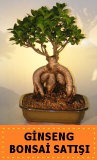 Ginseng bonsai satışı japon ağacı  İzmit İnternetten çiçek siparişi 