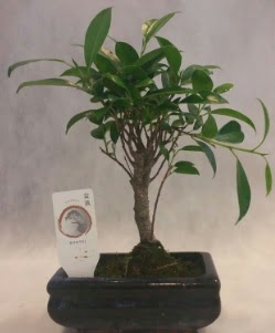 Bonsai japon ağacı bitkisi satışı  İzmit online çiçek gönderme sipariş 
