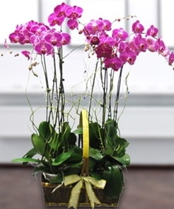 7 dallı mor lila orkide  İzmit online çiçek gönderme sipariş 