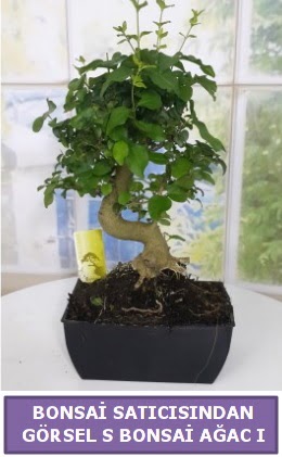 S dal eğriliği bonsai japon ağacı  İzmit 14 şubat sevgililer günü çiçek 