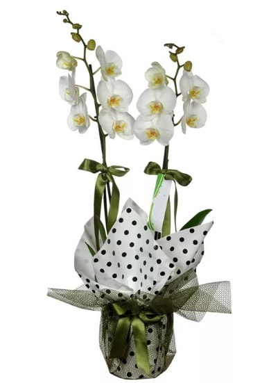 Çift Dallı Beyaz Orkide  İzmit çiçek gönderme 