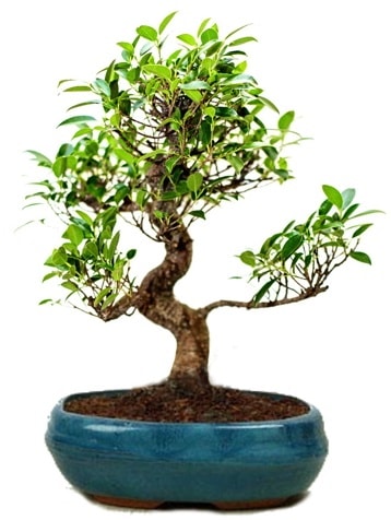 25 cm ile 30 cm aralığında Ficus S bonsai  İzmit online çiçek gönderme sipariş 
